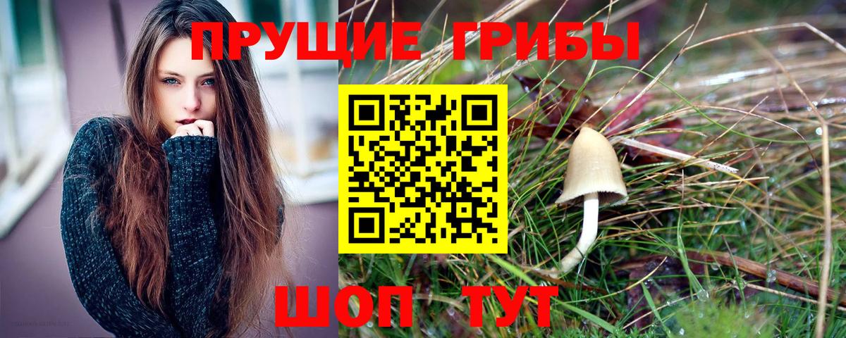 Галлюциногенные грибы мицелий Сосновый Бор